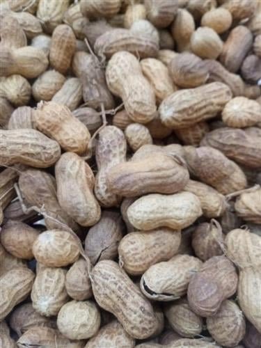 Amendoim com casca (kg)