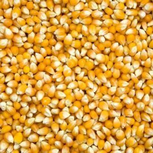 Milho grão amarelo grosso variedade gema (kg)